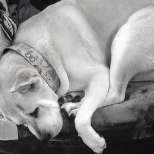 Meet your Posher, Dara